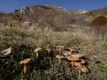 alta quota (G. Serrecchia)